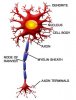 Neurons.jpg