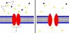 Ion-Channel_Receptor.jpg