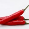 Capasicin - Why it Might Help in Fibromyalgia and Chronic Fatigue Syndrome