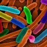 One Chronic Fatigue Syndrome (ME/CFS) Patient's Successful Gut Protocol
