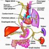 COMPASS Autonomic Nervous System Scoring Test