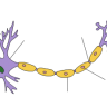 Small Fiber Neuropathy Screening List