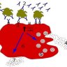 Diagnosing Mast Cell Activation Syndrome