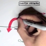 Immunology - Innate Immunity (Complement System Overview) - YouTube