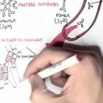 Immunology  - Introduction to Antibodies - YouTube