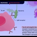 Humoral Immune Response [HD Animation] - YouTube