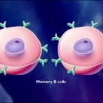 The Immune Response [HD Animation] - YouTube