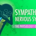 Sympathetic Nervous System: Crash Course A&P #14 - YouTube