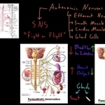 Autonomic nervous system - YouTube