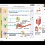 Autonomic Nervous System Overview - YouTube