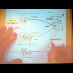 AUTONOMIC NERVOUS SYSTEM; PART 1 by Professor Fink.wmv - YouTube
