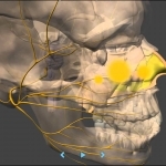 Migraine Pathophysiology - In depth - YouTube
