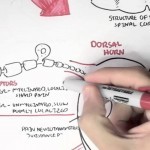 Nociceptors - An Introduction to Pain - YouTube