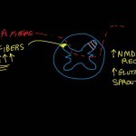 Central Sensitization and C Fibers - YouTube