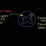 Central Sensitization and C Fibers - YouTube