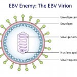 Cancer and Epstein-Barr Virus: The Basics - YouTube