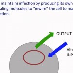 Epstein-Barr virus latent infection - YouTube