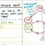 Easy Ways to Understand Natural Killer Cells - YouTube