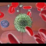 Immune System - Natural Killer Cell - YouTube