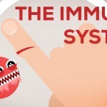 The Immune System Explained I – Bacteria Infection - YouTube