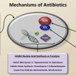 Mechanisms and Classification of Antibiotics (Antibiotics - Lecture 3) - YouTube