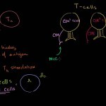 Review of B cells,  CD4+ T cells and CD8+ T cells - YouTube