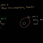 Cytotoxic T Cells - YouTube