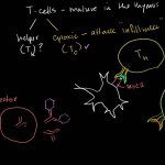 Helper T Cells - YouTube