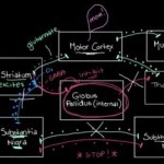 Khan Academy - The Basal Ganglia: The Direct Pathway - YouTube