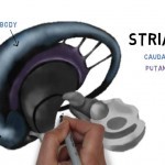 Anatomy of the Basal Ganglia - YouTube