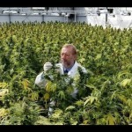 WEED- The Truth About Marijuana, Cannabis Documentary - YouTube