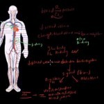 How do you maintain blood volume? - YouTube