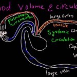 Blood circulation, blood volume, arteries, arterioles, capillaries, venules and veins - YouTube