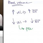 12- Blood Pressure: Blood Volume - YouTube