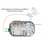 Lactic acidosis - YouTube