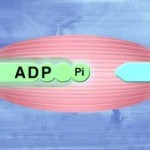 Anaerobic System (Anaerobic glycolysis) - YouTube
