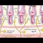 Serotonin and the Gut Brain Connection - YouTube