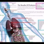 Top Health Benefits of Probiotics - YouTube