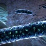Powering the Cell: Mitochondria - YouTube