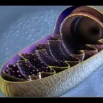 How Cells Obtain Energy - YouTube