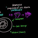 Mitochondria, Apoptosis, and Oxidative Stress - YouTube