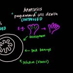 Mitochondria, Apoptosis, and Oxidative Stress - YouTube