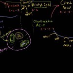 Krebs / Citric Acid Cycle - YouTube