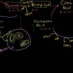 Krebs / Citric Acid Cycle - YouTube