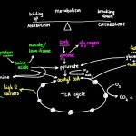 Basics of Metabolism - YouTube