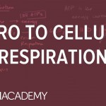 Introduction to Cellular Respiration - YouTube