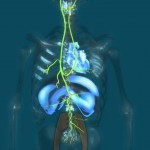 What is my Vagus Nerve? - YouTube