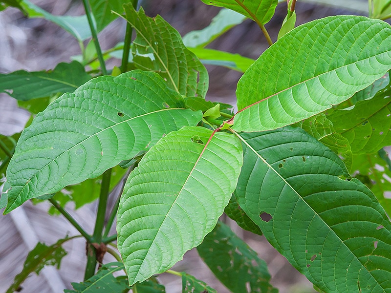 dt_151015_kratom_800x600.jpg