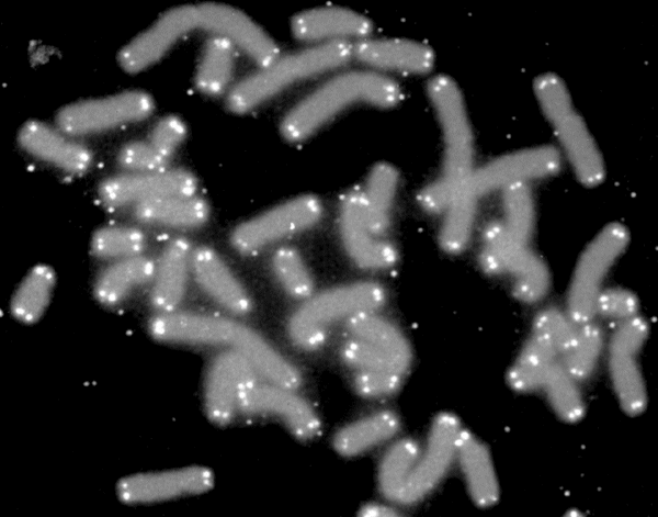 Telomere_caps.gif