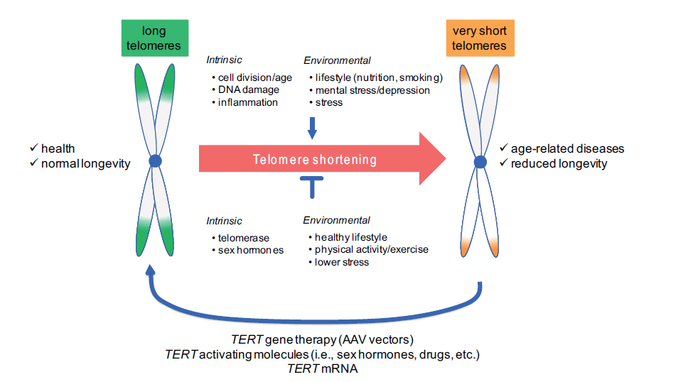 telomere-age-and-disease.jpg